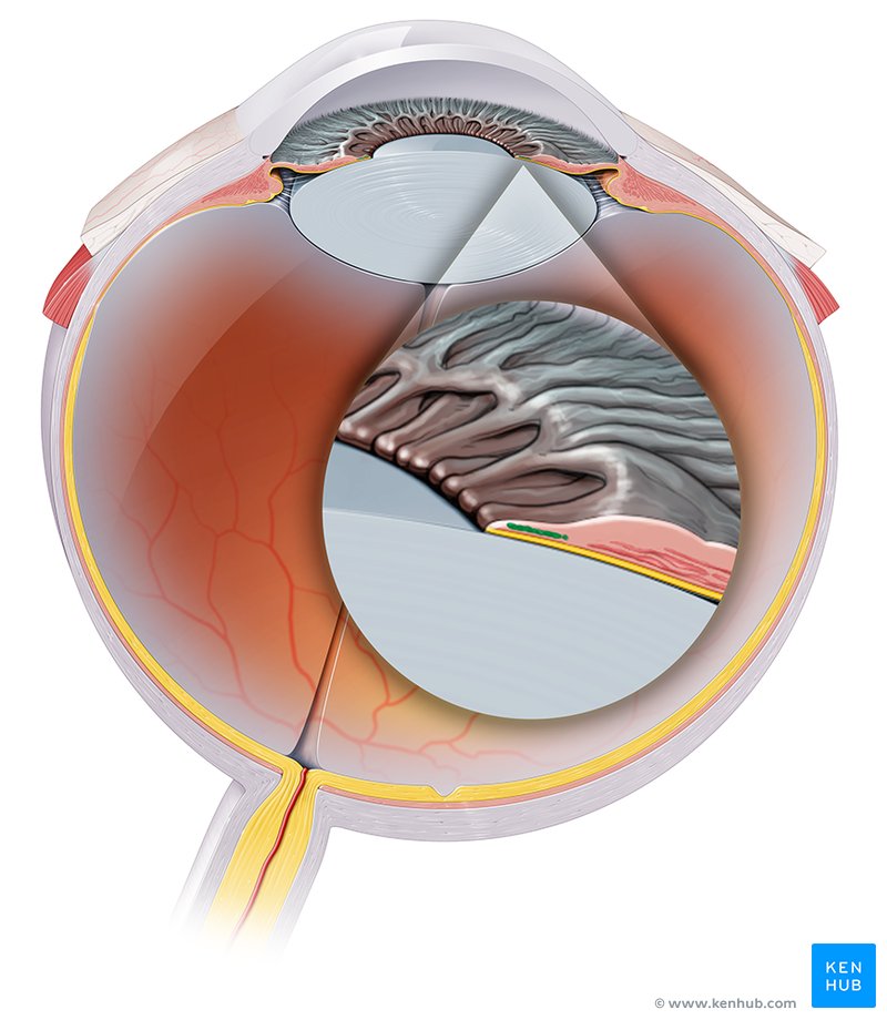 Sphincter pupillae muscle (Musculus sphincter pupillae)
