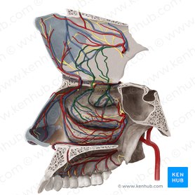 Ramos nasais laterais e septais da artéria etmoidal posterior (Rami septales et nasales laterales arteriae ethmoidalis posterioris); Imagem: Begoña Rodriguez