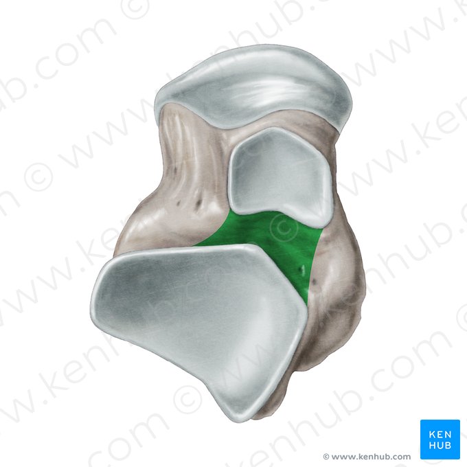 Sulco do tálus (Sulcus ossis tali); Imagem: Samantha Zimmerman