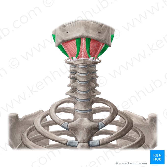 Músculo digástrico (Musculus digastricus); Imagen: Yousun Koh