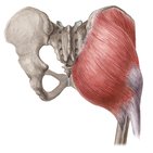 Gluteal muscles