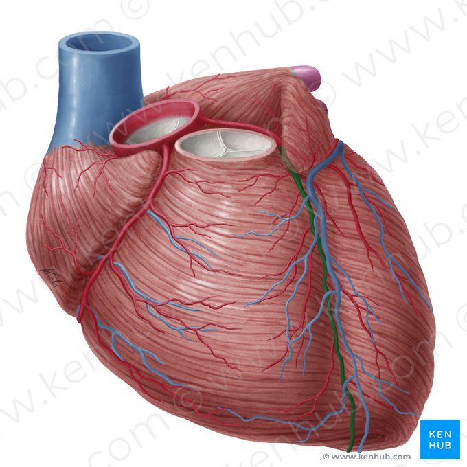 Anterior interventricular artery (Arteria interventricularis anterior); Image: Yousun Koh