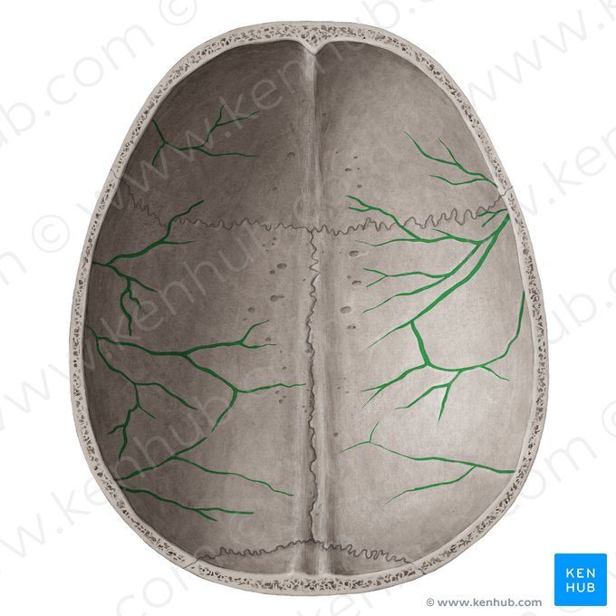 Surcos arteriales (Sulci arteriosi); Imagen: Yousun Koh