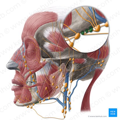 Lingual lymph nodes (Nodi lymphoidei linguales); Image: Yousun Koh