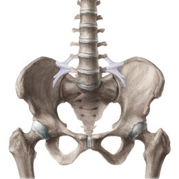 Ligaments du pelvis