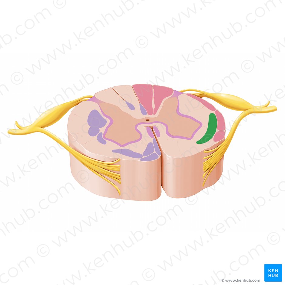Spinal cord: Ascending and descending tracts | Kenhub