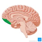 Orbitofrontal cortex