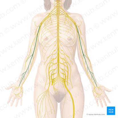 Median nerve (Nervus medianus); Image: Begoña Rodriguez