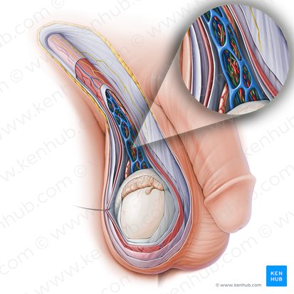 Plexus autonomici testicularis (Autonomer Nervenplexus des Hodens); Bild: Paul Kim