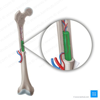 Yellow bone marrow (Medulla ossium flava); Image: Paul Kim
