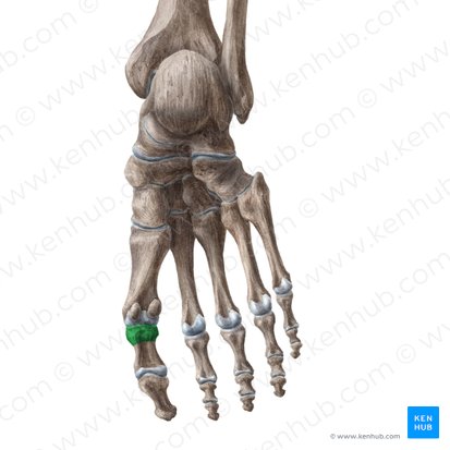 Base of proximal phalanx of great toe (Basis phalangis proximalis hallucis); Image: Liene Znotina