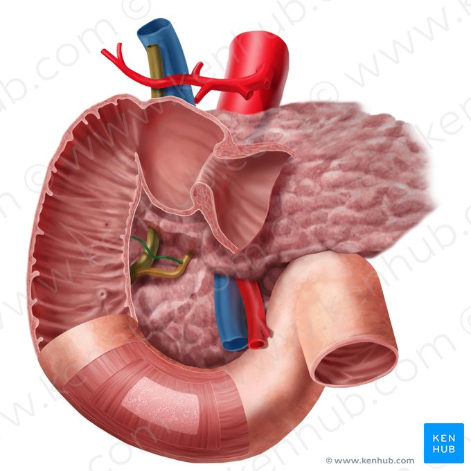 Accessory pancreatic duct (Ductus pancreaticus accessorius); Image: Begoña Rodriguez