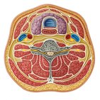 Compartments of the neck