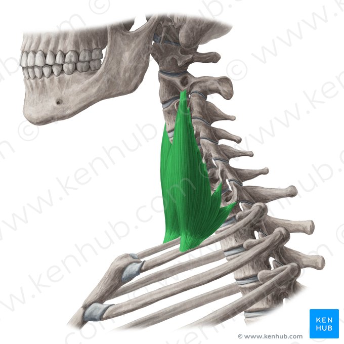 Músculo escaleno medio (Musculus scalenus medius); Imagen: Yousun Koh