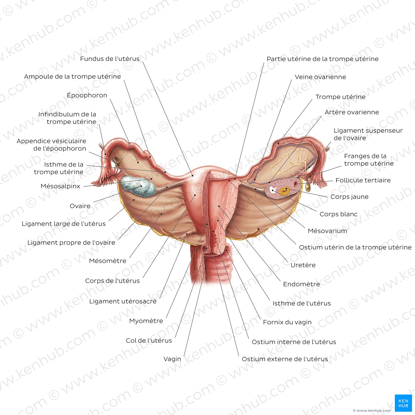 Overview of the uterus and ovaries (anterior view)