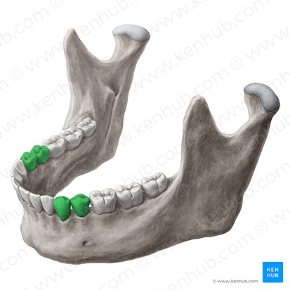 Premolar teeth (Dentes premolares); Image: Yousun Koh