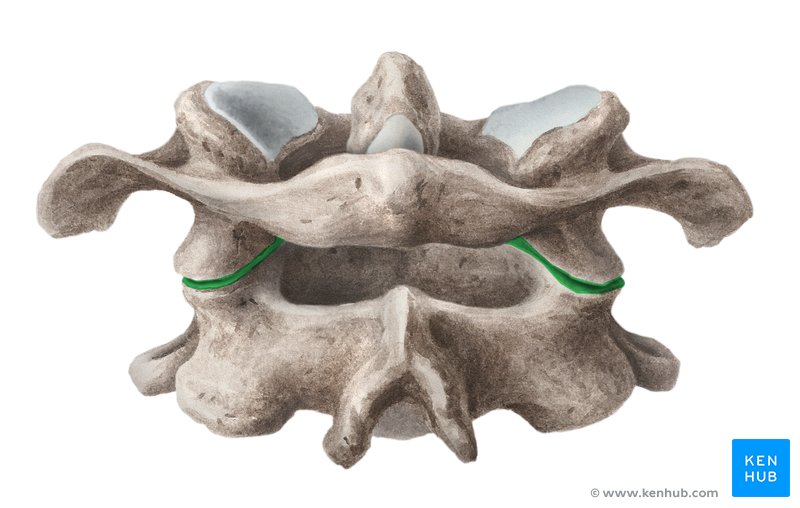 Articulação atlantoaxial (verde) - vista posterior