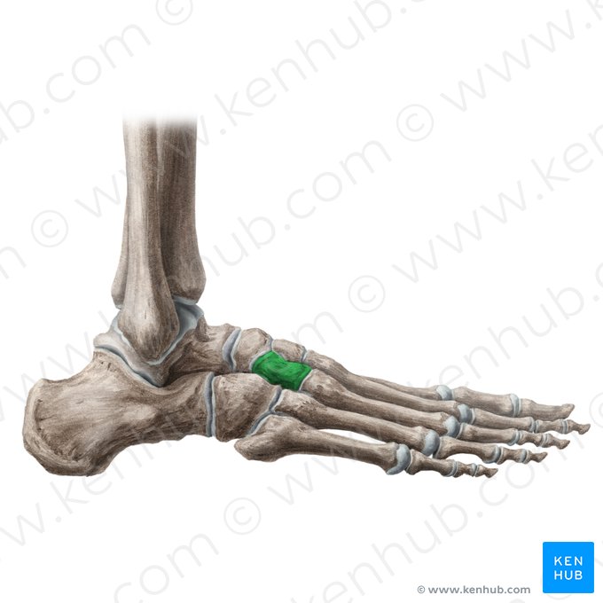 Hueso cuneiforme lateral (Os cuneiforme laterale); Imagen: Liene Znotina