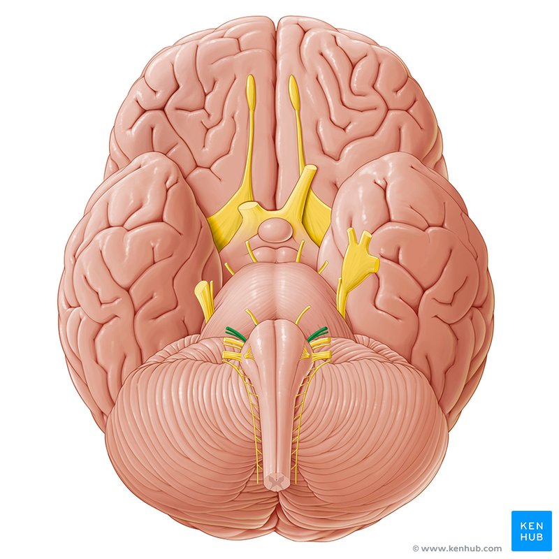 Cranial Nerves (Facial Nerve) - caudal view