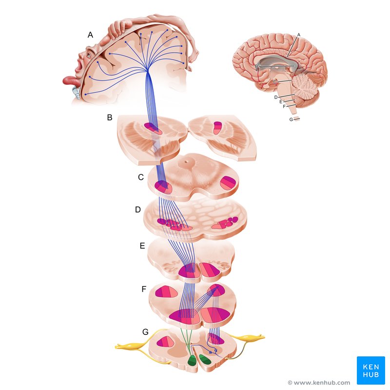 Anterior corticospinal tract (Tractus corticospinalis anterior)