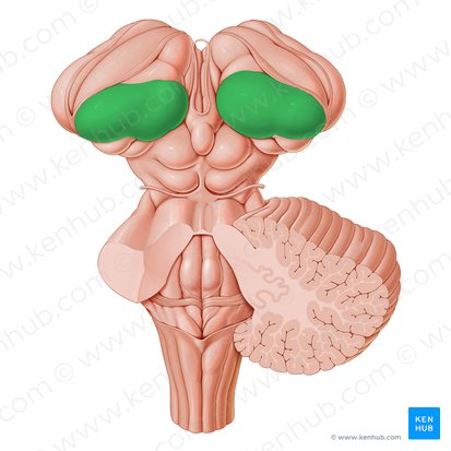 Pulvinar of thalamus (Pulvinar thalami); Image: Paul Kim