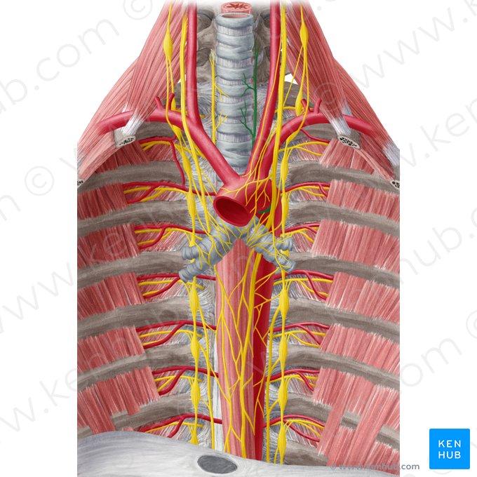 Nervus laryngeus recurrens sinister (Linker rückläufiger Kehlkopfnerv); Bild: Yousun Koh