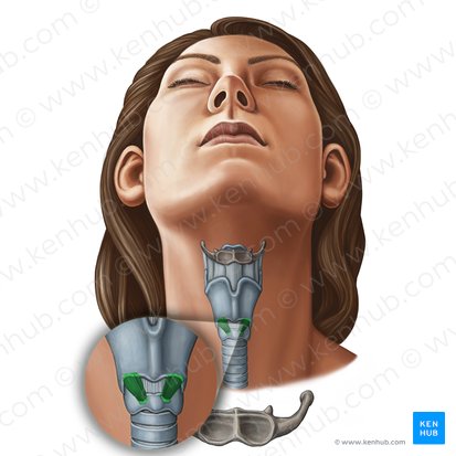 Cricothyroid muscle (Musculus cricothyroideus); Image: Irina Münstermann