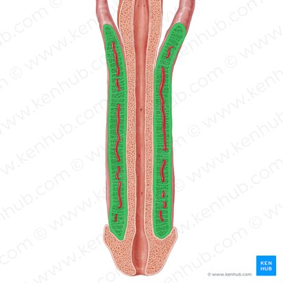 Corpo cavernoso do pênis (Corpus cavernosum penis); Imagem: Samantha Zimmerman