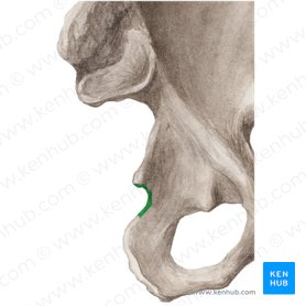 Incisura ischiadica minor ossis coxae (Kleiner Einschnitt des Hüftbeins); Bild: Liene Znotina