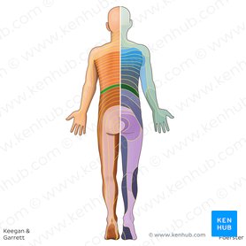 Dermatomes Anatomy And Dermatome Map Kenhub