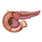 Sistema de ductos pancreáticos
