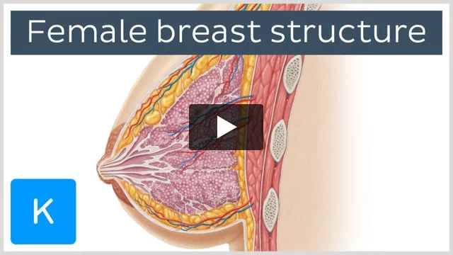 Female breast anatomy, blood supply and mammary glands