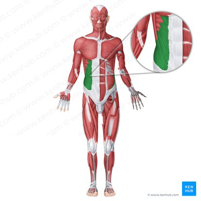 External abdominal oblique muscle (Musculus obliquus externus abdominis); Image: Irina Münstermann