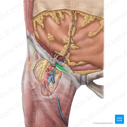 Ligamento lacunar (Ligamentum lacunare); Imagem: Hannah Ely