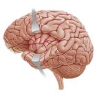 Arterien des Gehirns II