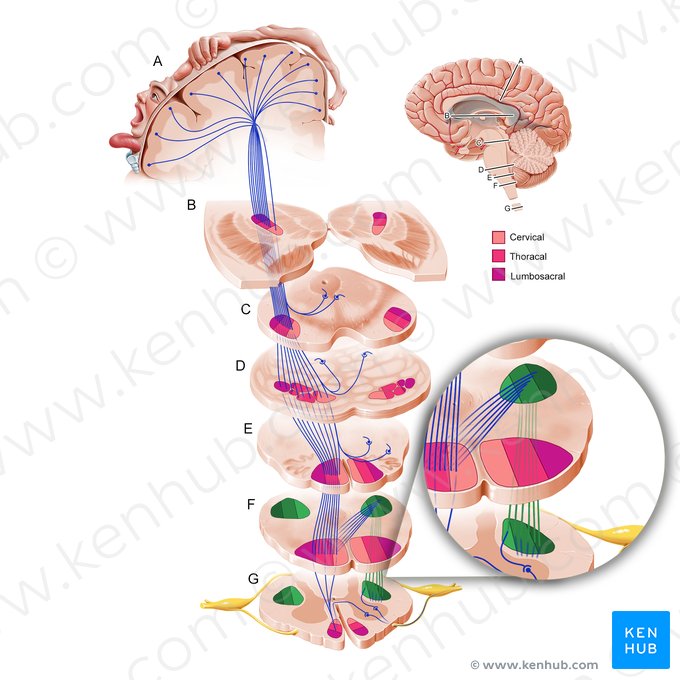 Trato corticoespinal lateral (Tractus corticospinalis lateralis); Imagem: Paul Kim