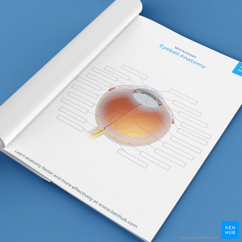 Anatomy of the eye: Quizzes and diagrams | Kenhub