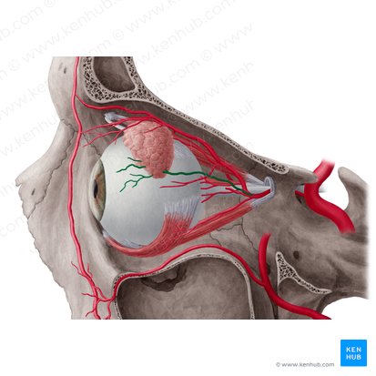 Arteria lacrimalis (Tränenarterie); Bild: Yousun Koh