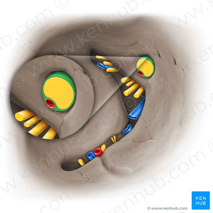 Sheath of optic nerve (Vagina nervi optici); Image: Paul Kim