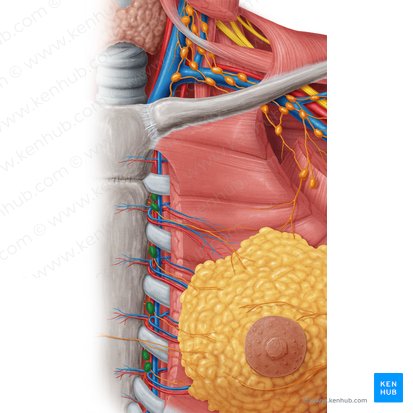 Parasternal lymph nodes (Nodi lymphoidei parasternales); Image: Samantha Zimmerman