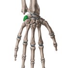 Os triquetrum (Dreieckbein)