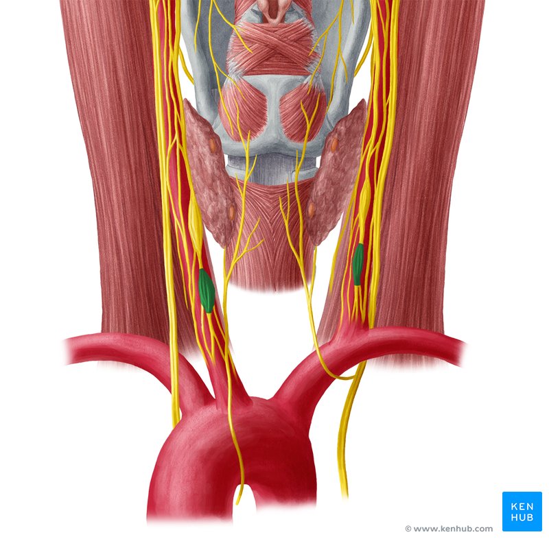 Cervicothoracic ganglion (Stellate ganglion) - posterior view