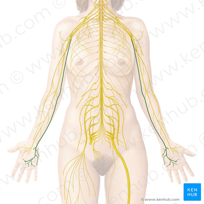 Nervo ulnar (Nervus ulnaris); Imagem: Begoña Rodriguez