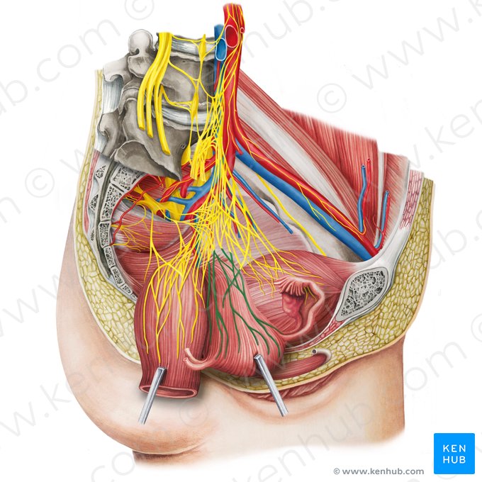 Plexo uterovaginal (Plexus uterovaginalis); Imagen: Irina Münstermann