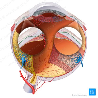 Arterias ciliares anteriores (Arteriae ciliares anteriores); Imagen: Paul Kim