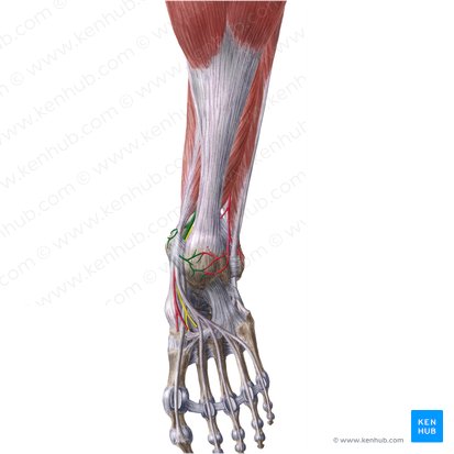 Arteria tibial posterior (Arteria tibialis posterior); Imagen: Liene Znotina