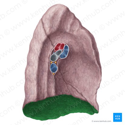 Superfície diafragmática do pulmão esquerdo (Facies diaphragmatica pulmonis sinistri); Imagem: Yousun Koh