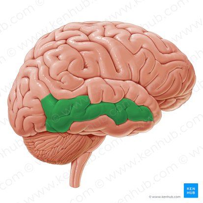 Giro temporal médio (Gyrus temporalis medius); Imagem: Paul Kim