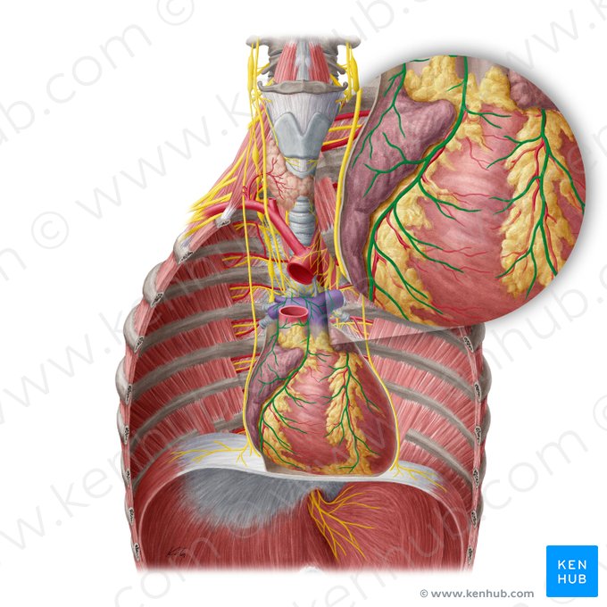 Cardiac plexus (Plexus cardiacus); Image: Yousun Koh