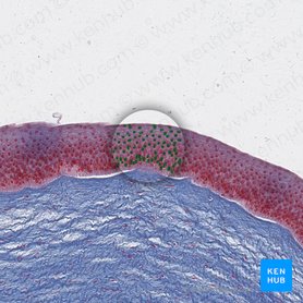 Núcleos de células epiteliales (Nuclei cellularum epithelialium); Imagen: 